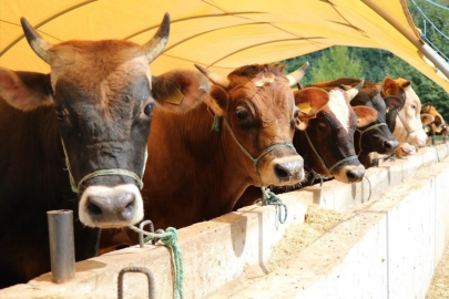 Kurban Bayramı Ne Zaman? Kaç Gün Tatil Olacak?