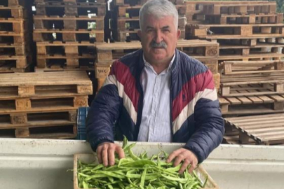 İznik’in meşhur nazende fasulyesi toplanmaya başladı