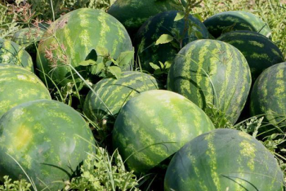 Karpuz fiyatları 7 liraya düştü