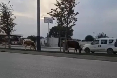 Bursa'da inekler firarda