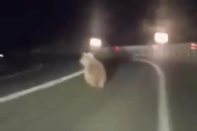 Bursa'da karayoluna inen ayıya araçlı takip