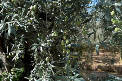 Bursa'daki bin 700 yıllık zeytin ağaçları hala ürün veriyor