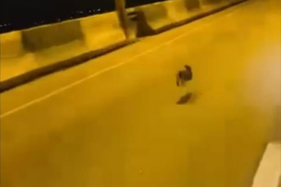 Otoyolda gördüğü tavşanla yarıştı