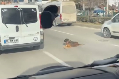 Bursa'da köpeğin keyfi trafiği kilitledi