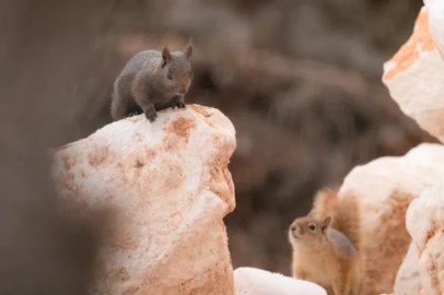 Bursalı fotoğrafçı melanistik sincapları görüntüledi