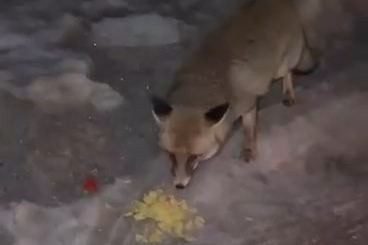 Tilkiyi elleriyle verdiği cips ile besledi