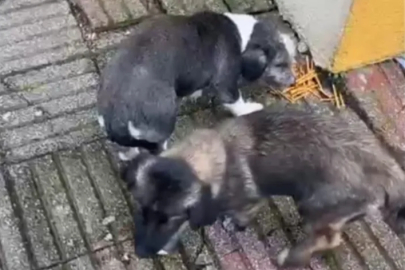 Müdür Yardımcısının bahçede beslediği köpekler öğrenciyi ısırdı