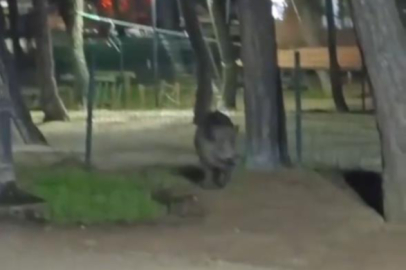 Bursa'da acıkan yaban domuzu mesire alanına indi