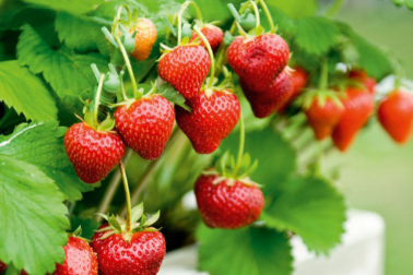 Bursa’da çilek fidesi krizi: Sorumlu firma hakkında dava açıldı