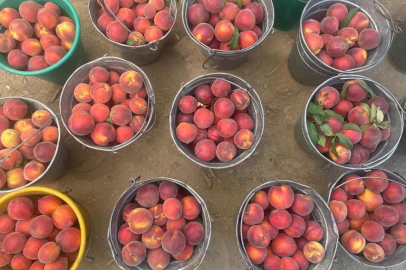 Bursa şeftalisinde hasat başladı çiftçi fiyattan memnun