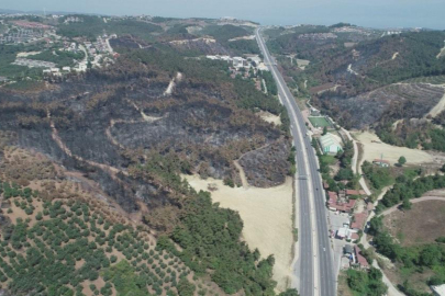 Bursa'da yanan alanlar hızla yeşillendirilecek