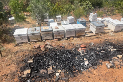 Bursa'daki yangında 300 kovan arı telef oldu