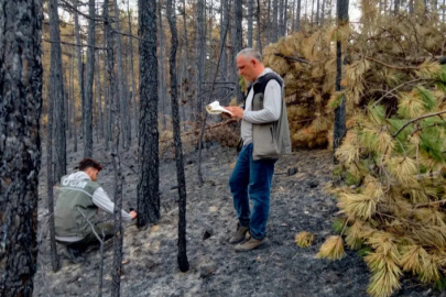 Bursa’da yangın sonrası seferberlik: Sayım ve yeşillendirme başladı