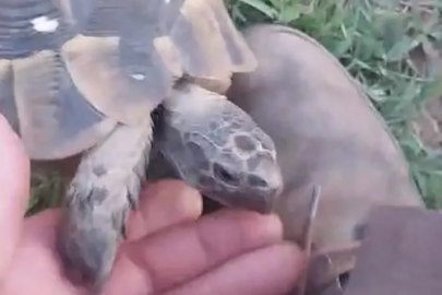 Yıldırım’da sıra dışı dostluk: Bahçıvan ve kaplumbağanın hikayesi