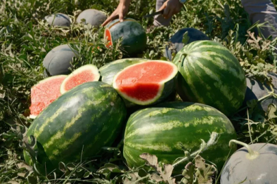Karacabey'de karpuz para etmiyor, Bursa'da altınla yarışıyor