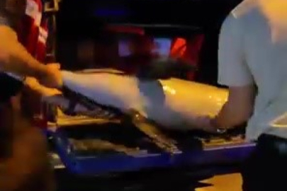 Bursa’da ölü yunus balığı kıyıya vurdu