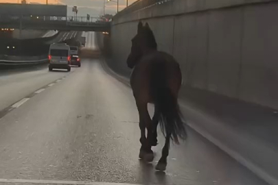 Bursa'da başıboş at trafikte tehlike saçtı