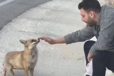 Uludağ yolunda sıra dışı karşılaşma