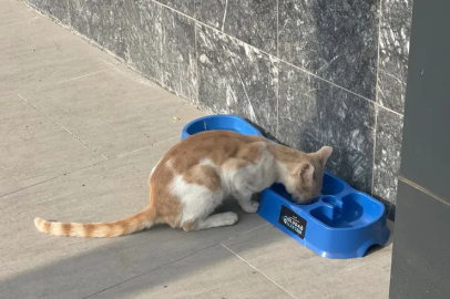 Uludağ Elektrik, 4 ilde sokak hayvanlarına umut oluyor