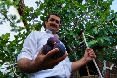Bursa karası artık Erzurum’da: Bahçede ilk meyve alındı