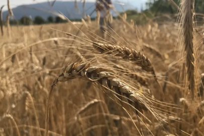 Küresel hububat arzında tüm zamanların rekoru geliyor