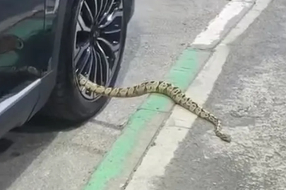 Bursa’da otomobilin jantından yılan çıktı