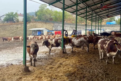 Yapay zeka süt hayvancılığında çığır açtı