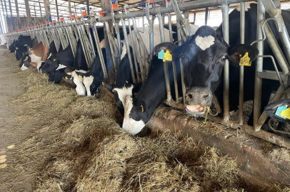 Kırmızı et fiyatlarının ateşi düştü