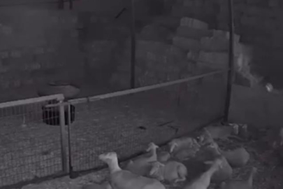 Mudanya'da ahır ve samanlık yangınında 170 hayvan küle döndü