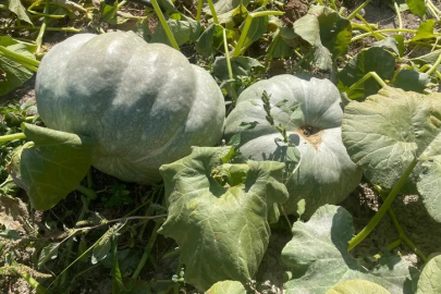 Bahçede dev sürpriz: Çiftçi 40 kilo gelen kabağıyla konuştu