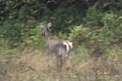 Uludağ’da 3 kızıl geyik doğaya salındı