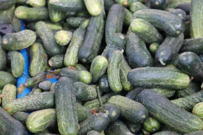 Kış hazırlığı başladı: Turşuluk sebzelere yoğun ilgi