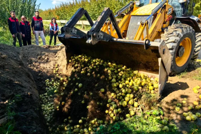 Bursa’da tarım alarmı: Armutlar imha edildi
