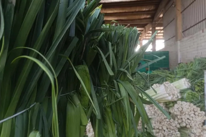 Bursa'da kışlık hasat başladı: Karnabahar, pırasa ve lahana pazarda