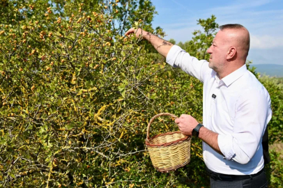 Karacabey’in alıç meyvesi dünya pazarına açılıyor