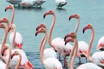 İzmit Körfezi'nde pembe ziyaretçiler: Flamingolar geri döndü