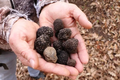 Ormandan ekonomiye katkı: Bitki üretimi gelir getiriyor