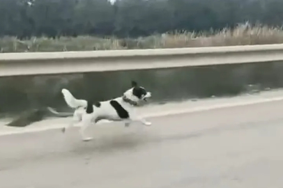 Bursa'da yağmura aldırış etmeden koşan köpek yürekleri burktu