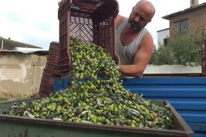 Yeşil zeytin hasadı başladı: Fiyatlar 50-80 lira arasında