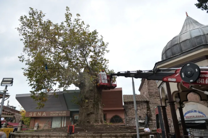 Bursa Ulu Cami’nin 346 yaşındaki asırlık çınarı bakımla geleceğe taşınıyor