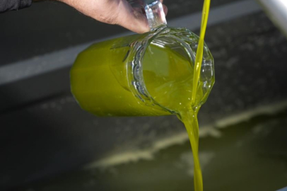 Türkiye'de satılan zeytinyağının yüzde 65'i ‘Ayvalık zeytinyağı' adıyla piyasada