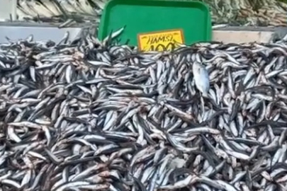 Hamsi bolluğu: Kilo fiyatı 100 liraya düştü
