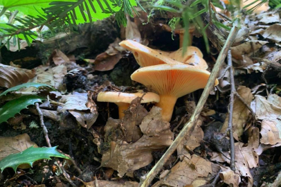 Yağışlarla birlikte artan doğada mantar dikkat