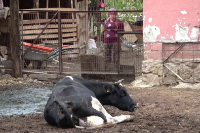 Bursa'da şap hastalığı besiciyi zor durumda bıraktı