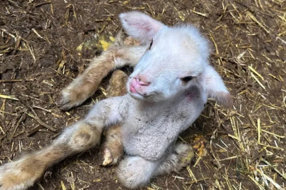 Annesi ve kardeşleri ölen kuzunun yürek burkan hikayesi