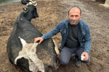 Şap vurdu: 35 litre süt veren sığırdan bir çay bardağı süt almaya başladı