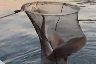 Bursa'da balıkçıların oltasına takıldı... Şaşkınlıkla kayığa aldılar