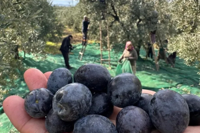 İsviçre sofralarını süsleyen zeytinde bu yıl kalite yüksek
