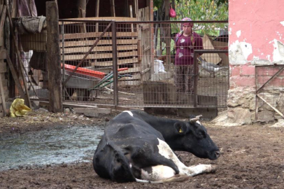 Şapa karşı en radikal koruma aşı: Aşılamayı ihmal etmeyin