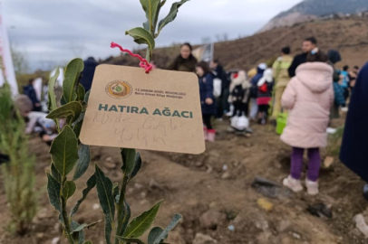 Bursa’da yanan ormanlar yeniden yeşeriyor